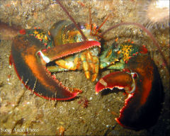 Maine Lobster