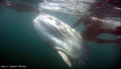 Mola Sunfish