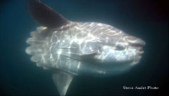 Mola Sunfish