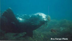 Northern Grey Seal