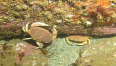 Marine Life Off Monhegan Island