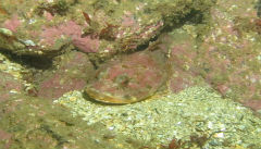 Marine Life Off Monhegan Island