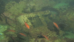 Underwater Scenes Off Monhegan Island