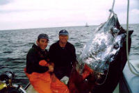 900lb Bluefin Tuna