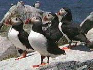 Puffins