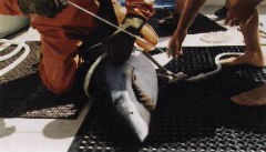 Tagging and releasing 400 lb. Mako Shark